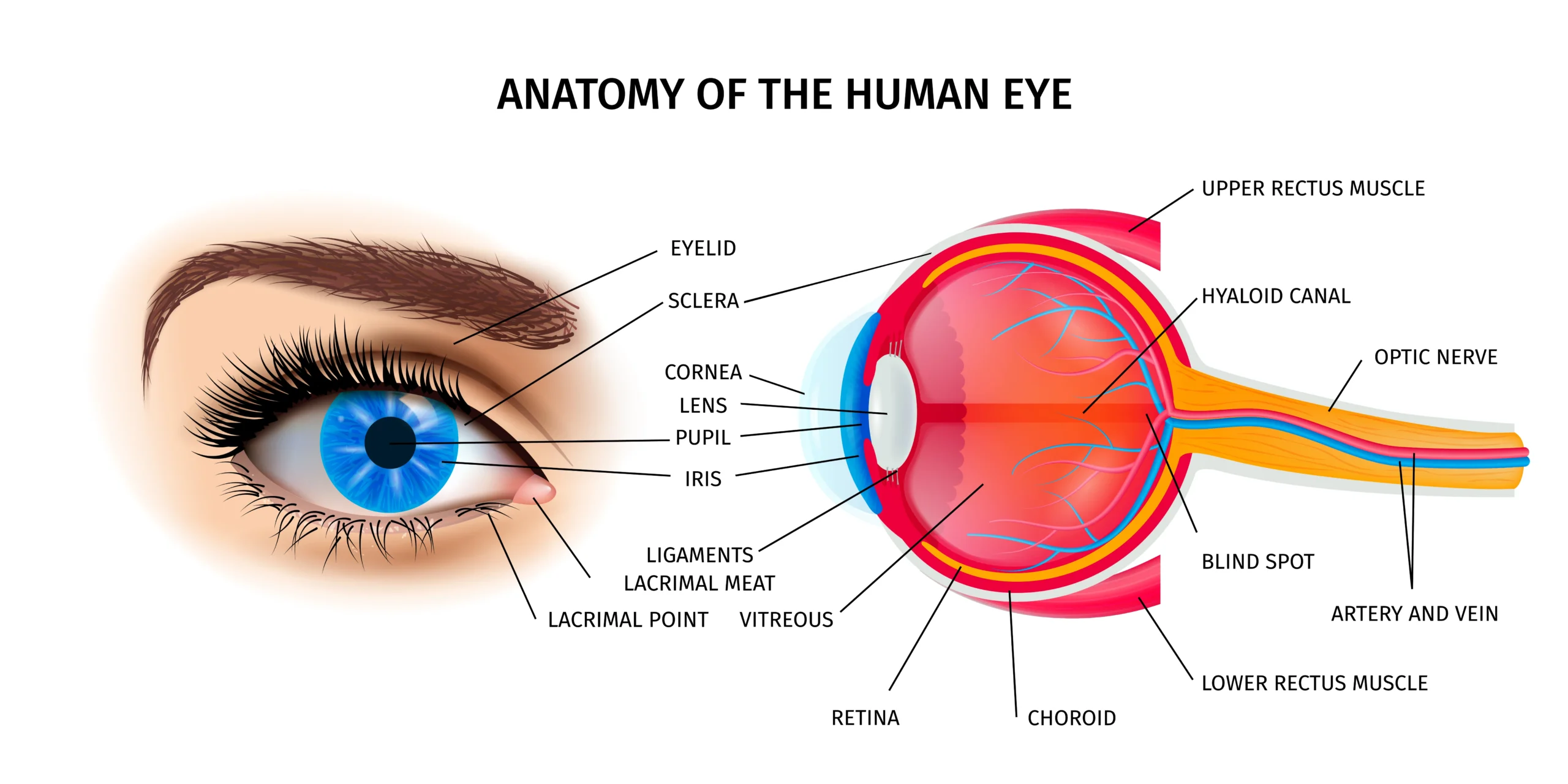 How Does the Human Eye Perceive Color? A Deep Dive Into Visual Perception