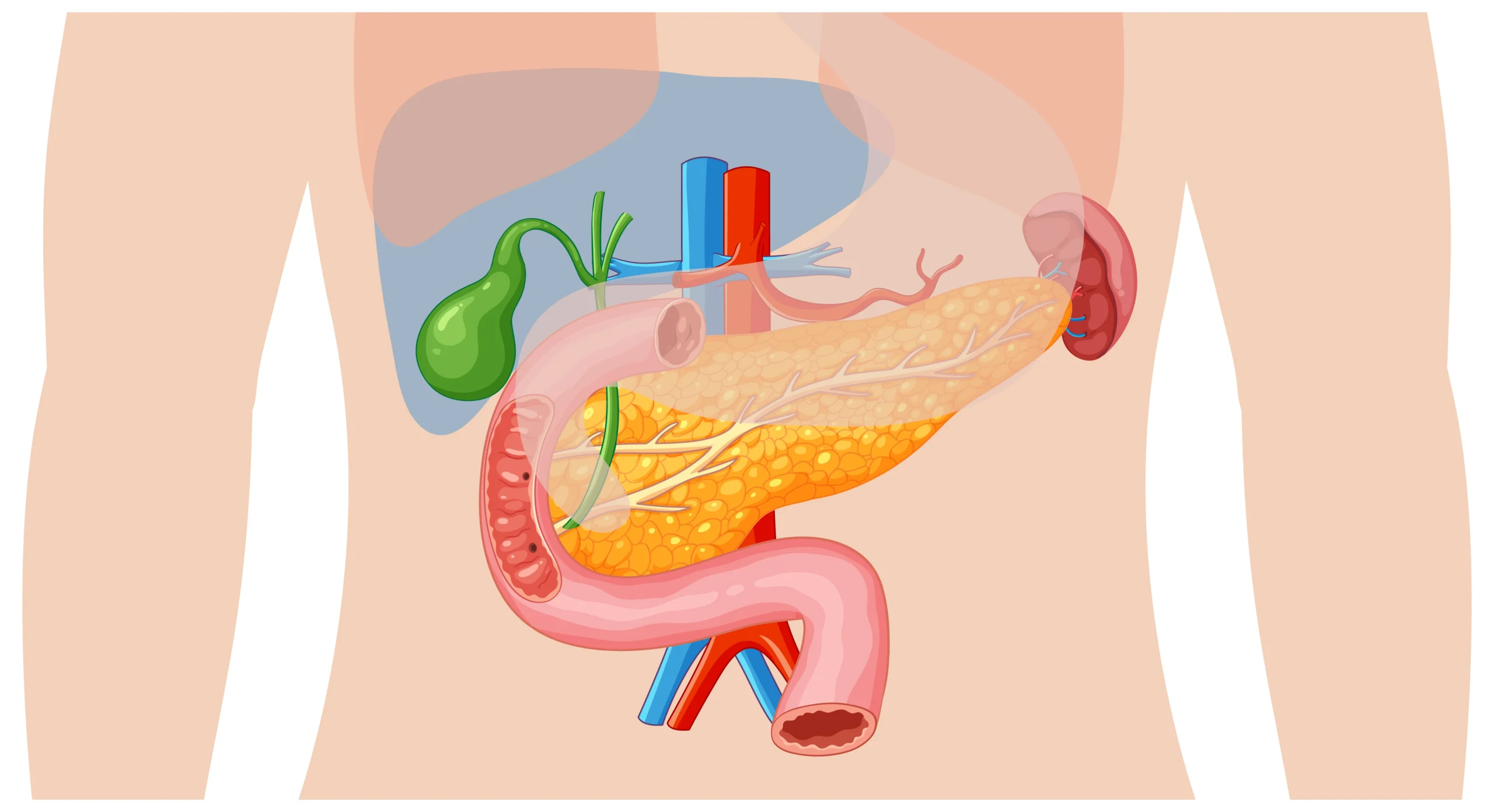 Title Understanding the Human Digestive System How It Works and Why It Matters